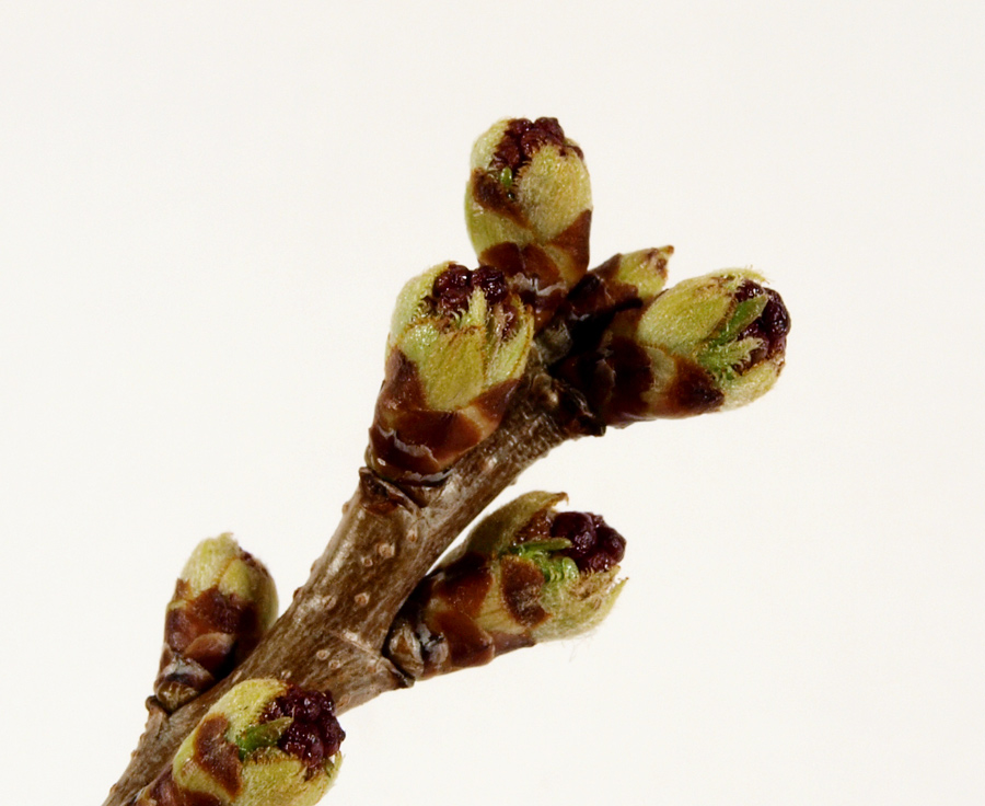 Prunus-mahaleb-633-(10).jpg