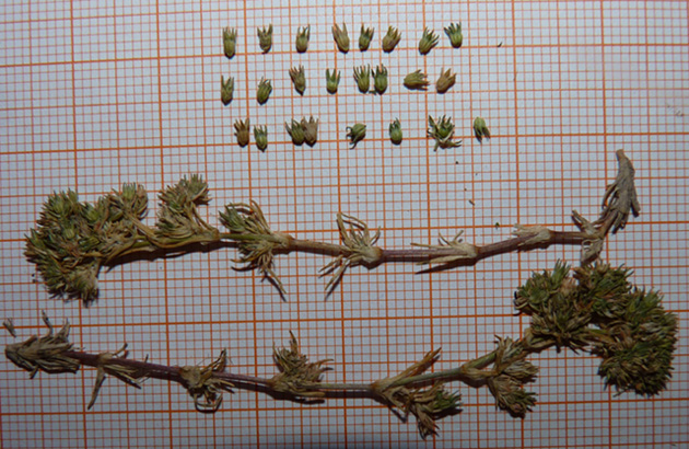 <i>Scleranthus polycarpos</i> L.