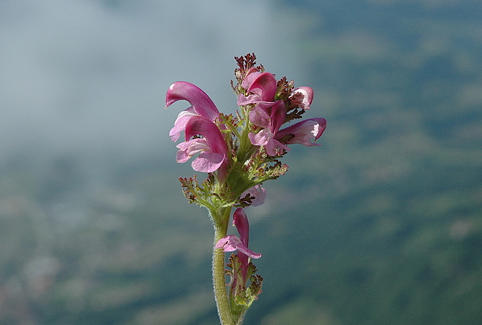 <i>Pedicularis gyroflexa</i> Vill.