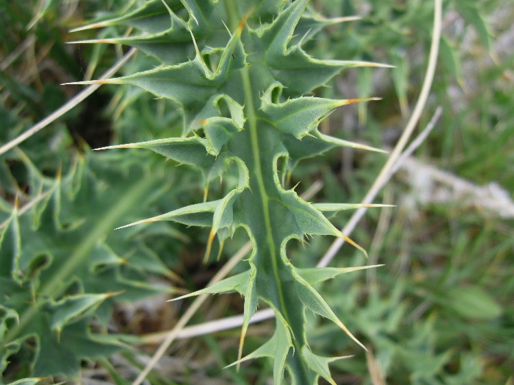 <i>Carduus defloratus</i> L. subsp. <i>carlinifolius</i> (Lam.) Ces.
