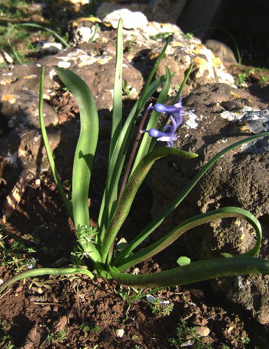 <i>Hyacinthus orientalis</i> L.