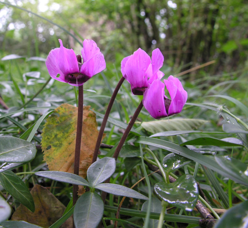 <i>Cyclamen purpurascens</i> Mill. subsp. <i>purpurascens</i>