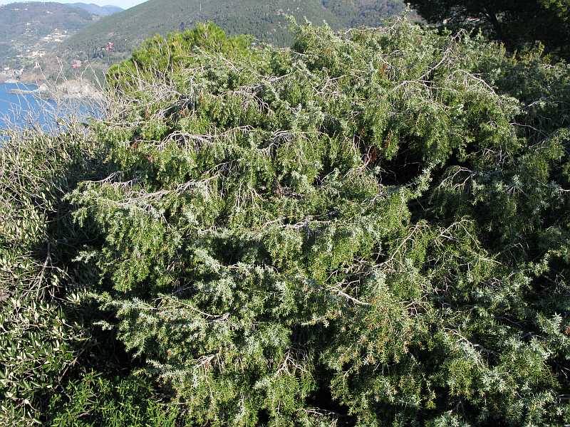 Juniperus-oxycedrus-oxycedrus2 framura febbraio 2008.jpg
