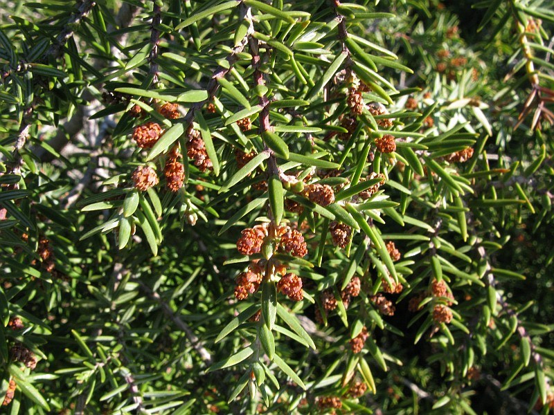 Juniperus-oxycedrus-oxycedrus4 framura febbraio 2008.jpg
