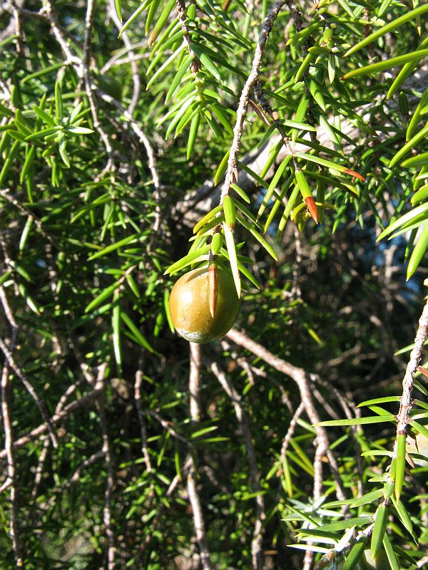 Juniperus-oxycedrus-oxycedrus8 framura febbraio 2008.jpg
