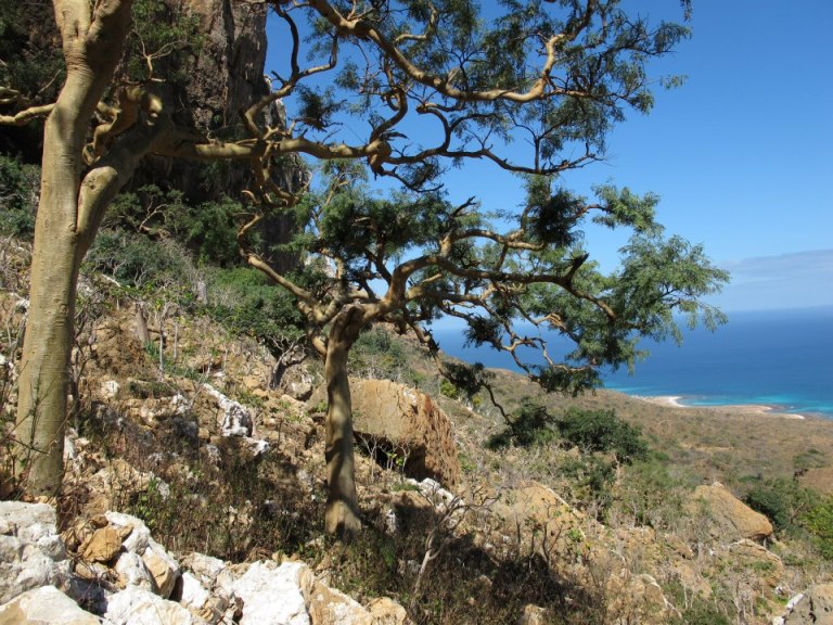 Acacia pennivenia