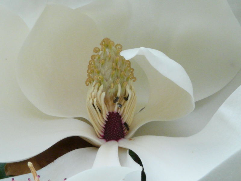 <i>Magnolia grandiflora</i> L.