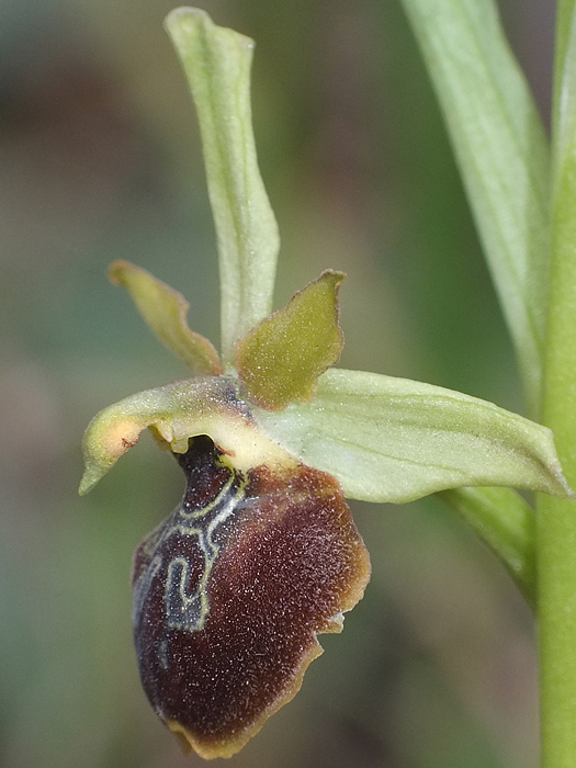 <i>Ophrys maritima</i> Pacifico & Soca