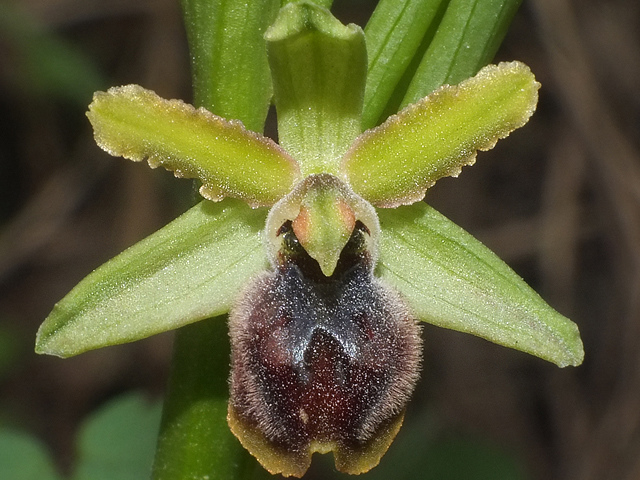 <i>Ophrys maritima</i> Pacifico & Soca