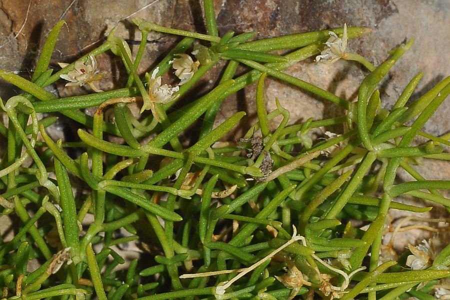 <i>Moehringia sedoides</i> (Pers.) Ugo Cumino ex Loisel.