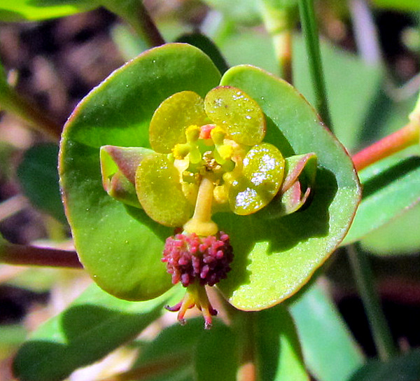 <i>Euphorbia apios</i> L.
