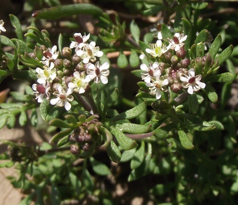 <i>Hornungia petraea</i> (L.) Rchb. subsp. <i>petraea</i>