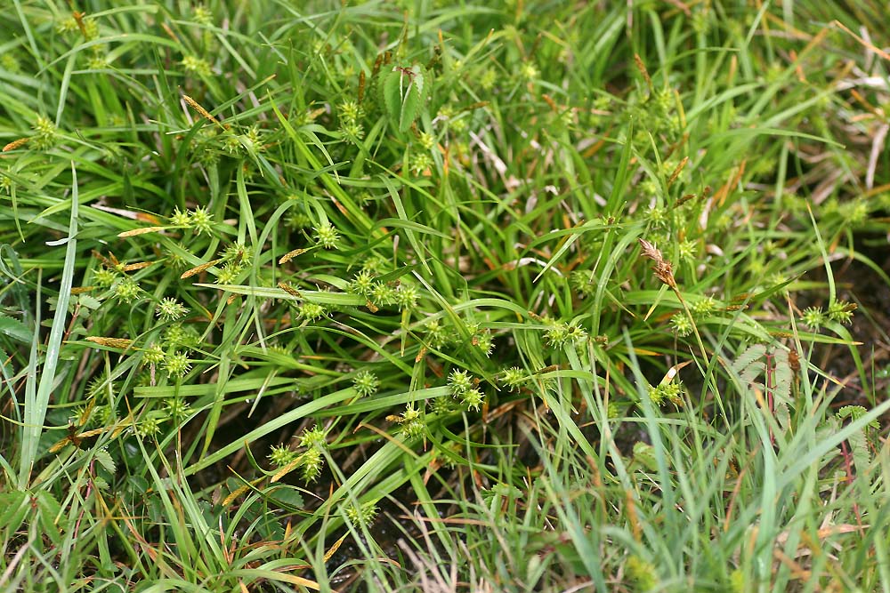 <i>Carex demissa</i> Hornem. subsp. <i>demissa</i>