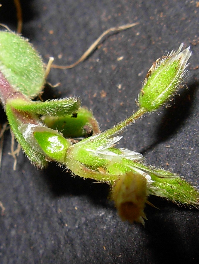 <i>Cerastium semidecandrum</i> L.