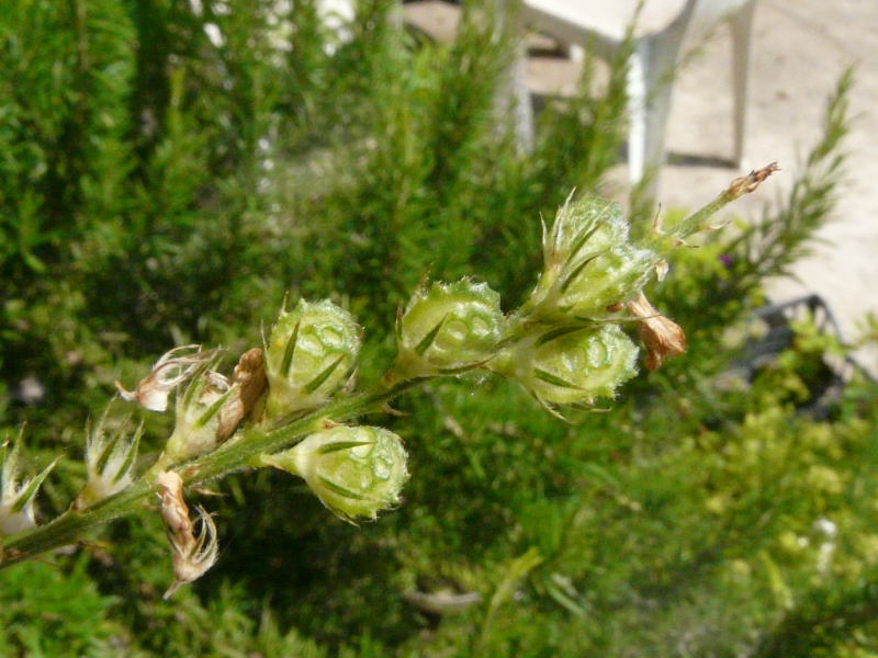 <i>Onobrychis viciifolia</i> Scop.