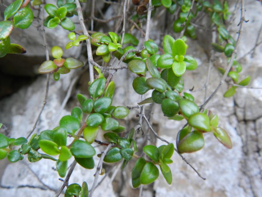 <i>Thymus richardii</i> Pers. subsp. <i>nitidus</i> (Guss.) Jalas