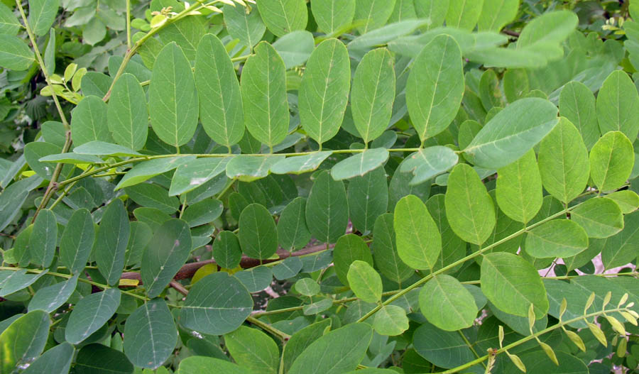 <i>Robinia pseudoacacia</i> L.