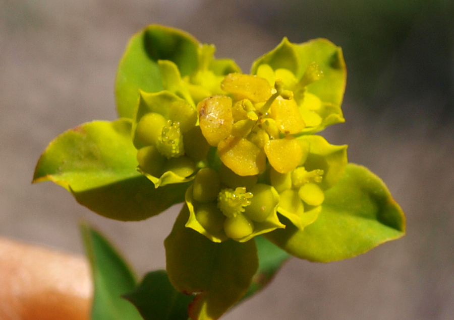 <i>Euphorbia spinosa</i> L. subsp. <i>spinosa</i>