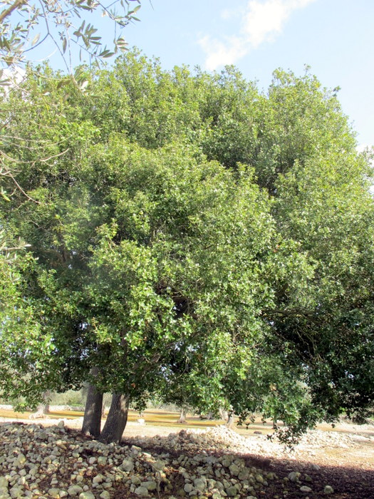 Quercus coccifera L. - Fagaceae - Quercia spinosa (3).JPG