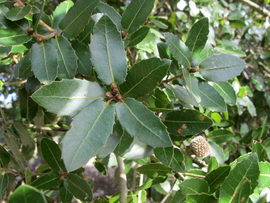 Quercus coccifera L. - Fagaceae - Quercia spinosa (4).JPG