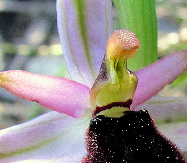 <i>Ophrys bertolonii</i> Moretti subsp. <i>bertolonii</i>