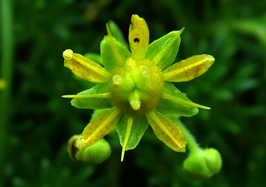 <i>Saxifraga aizoides</i> L.