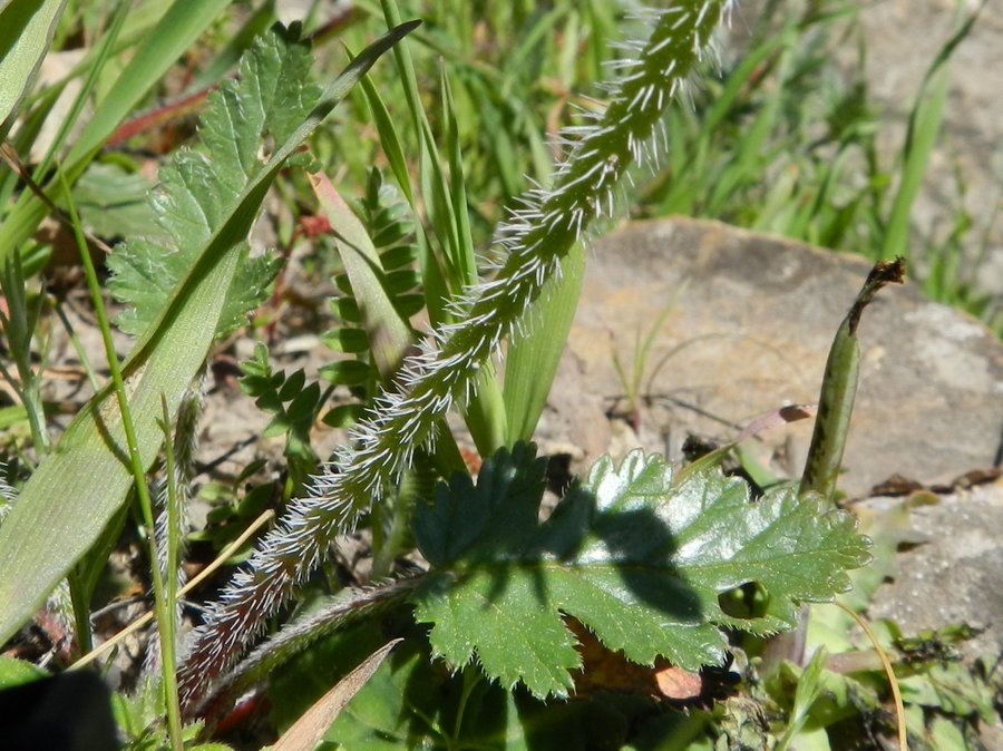 <i>Erodium botrys</i> (Cav.) Bertol.
