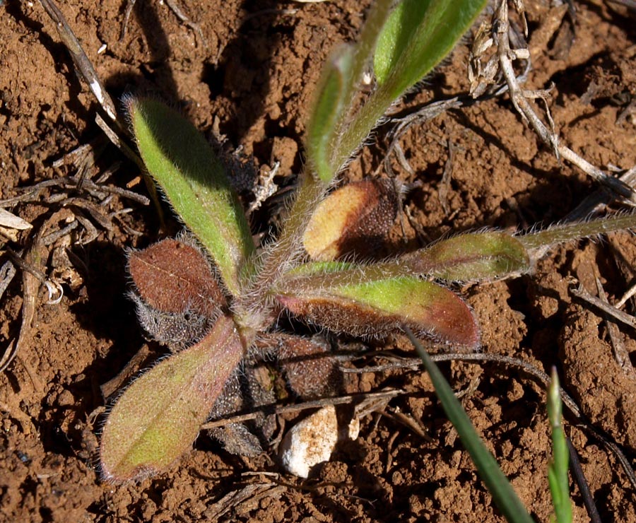 <i>Myosotis ramosissima</i> Rochel subsp. <i>ramosissima</i>