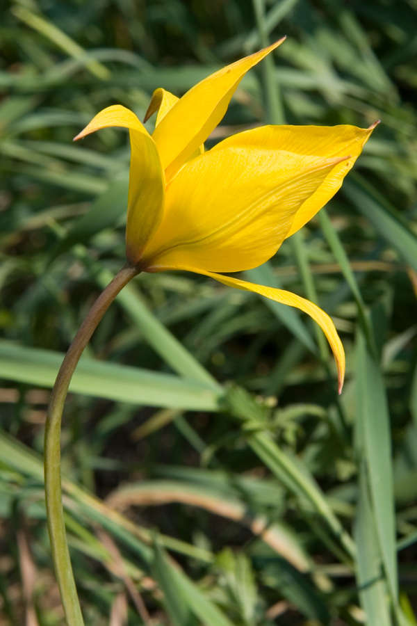 IMG_5317-Tulipa-sylvestris.jpg