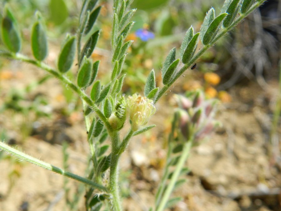<i>Astragalus raphaelis</i> G.Ferro