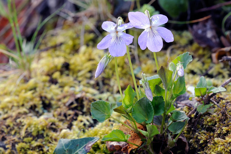 <i>Viola riviniana</i> Rchb.
