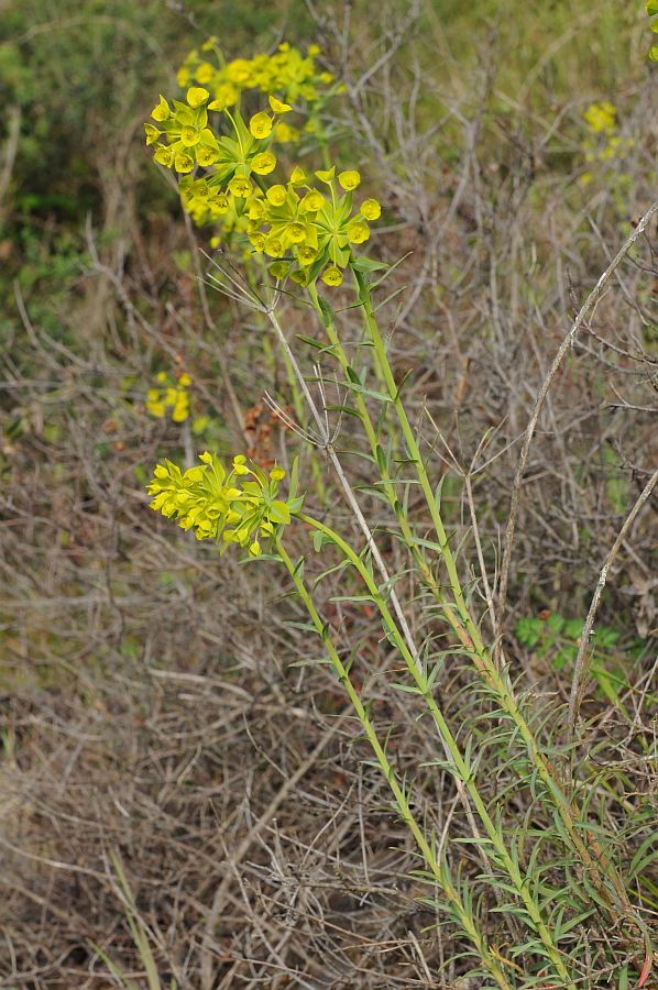 <i>Euphorbia biumbellata</i> Poir.