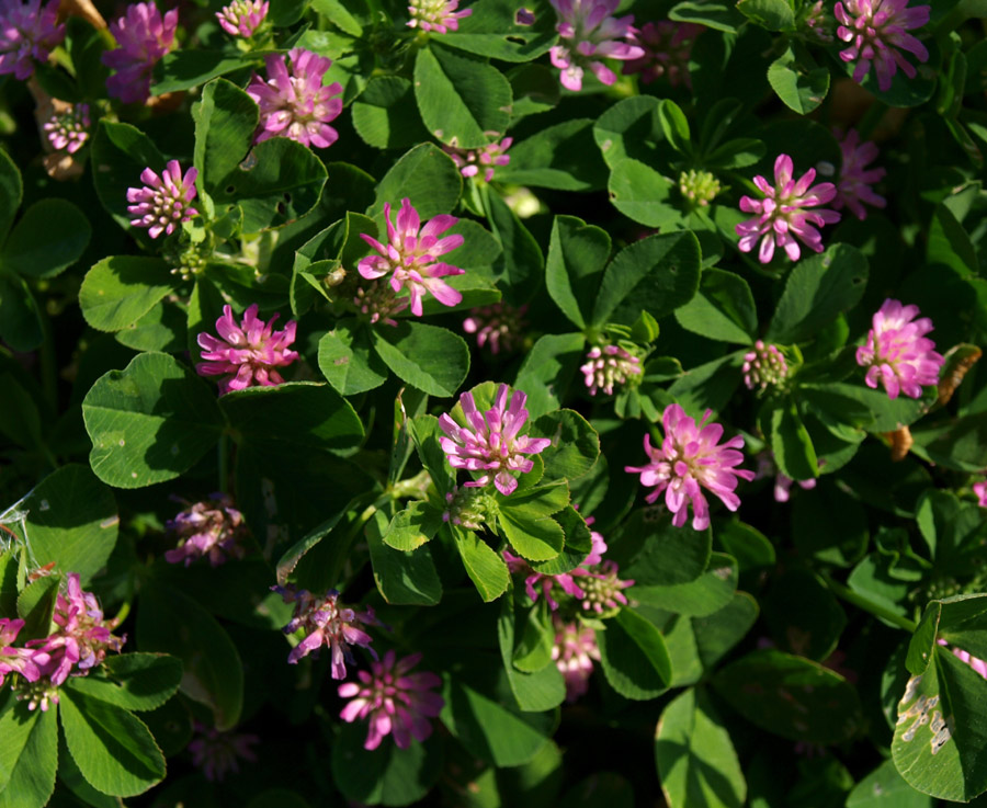 <i>Trifolium resupinatum</i> L.