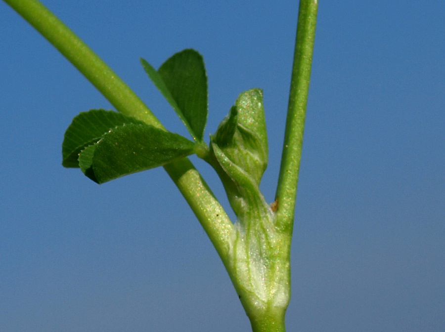 <i>Trifolium resupinatum</i> L.