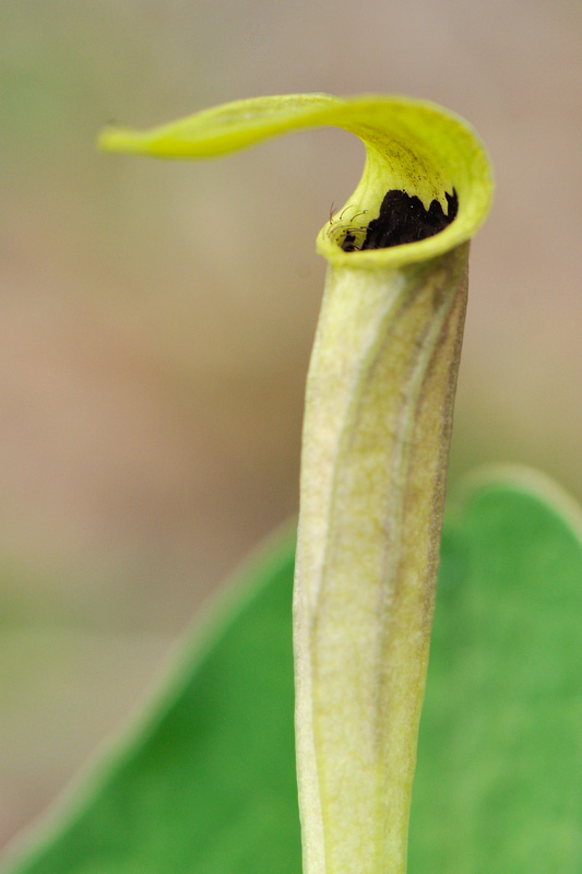 <i>Aristolochia lutea</i> Desf.