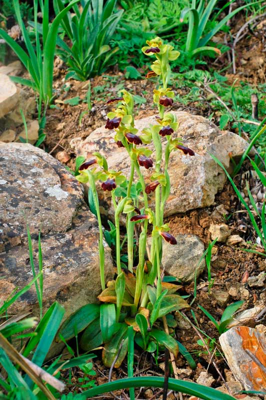 <i>Ophrys iricolor</i> Desf. subsp. <i>eleonorae</i> (Devillers-Tersch. & Devillers) Paulus & Gack ex Kreutz