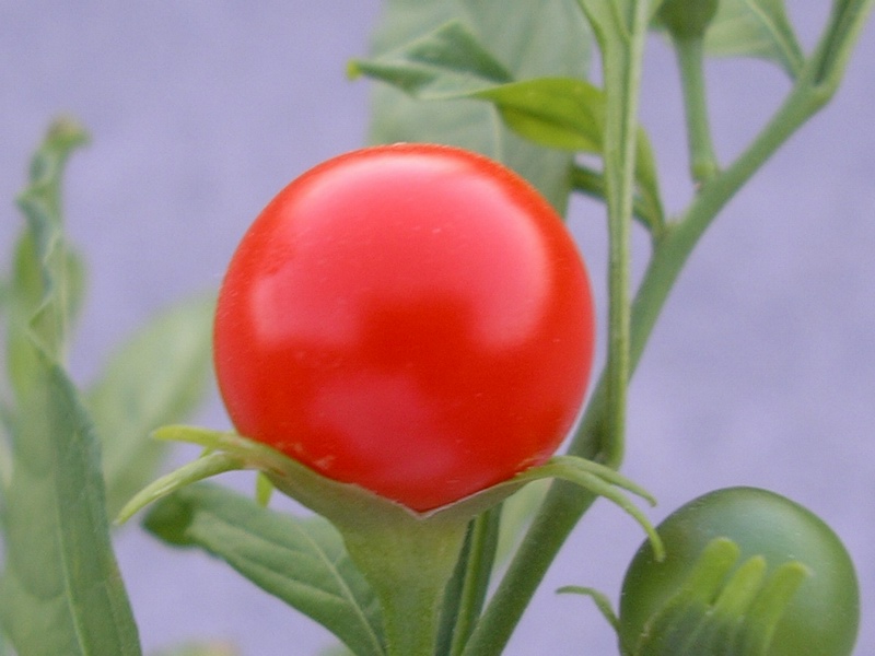 <i>Solanum pseudocapsicum</i> L.