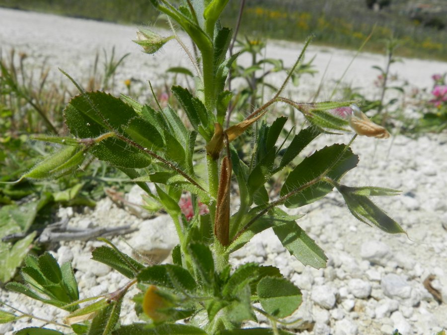 <i>Ononis viscosa</i> L. subsp. <i>breviflora</i> (DC.) Nyman