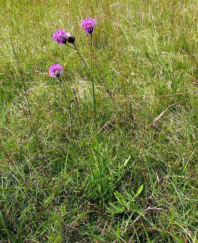 <i>Centaurea scabiosa</i> L. subsp. <i>fritschii</i> (Hayek) Hayek