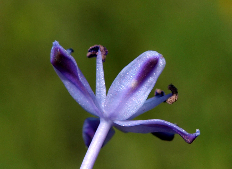 <i>Nectaroscilla hyacinthoides</i> (L.) Parl.