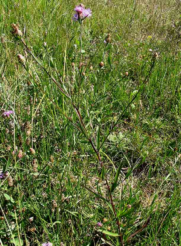 <i>Centaurea jacea</i> L. subsp. <i>forojulensis</i> (Poldini) Greuter