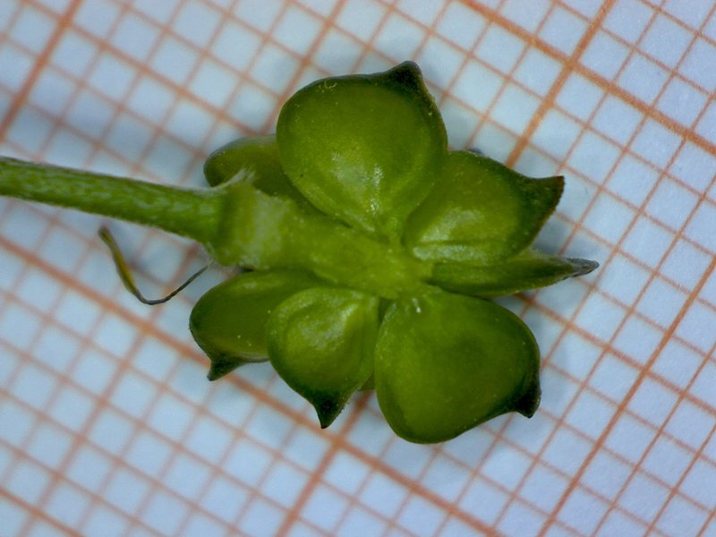 <i>Ranunculus velutinus</i> Ten.