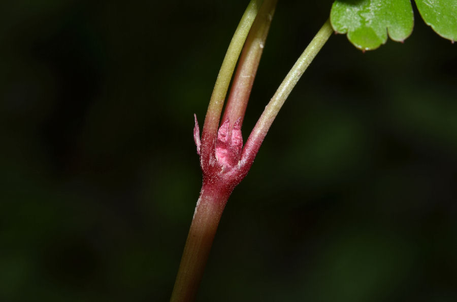 <i>Geranium lucidum</i> L.