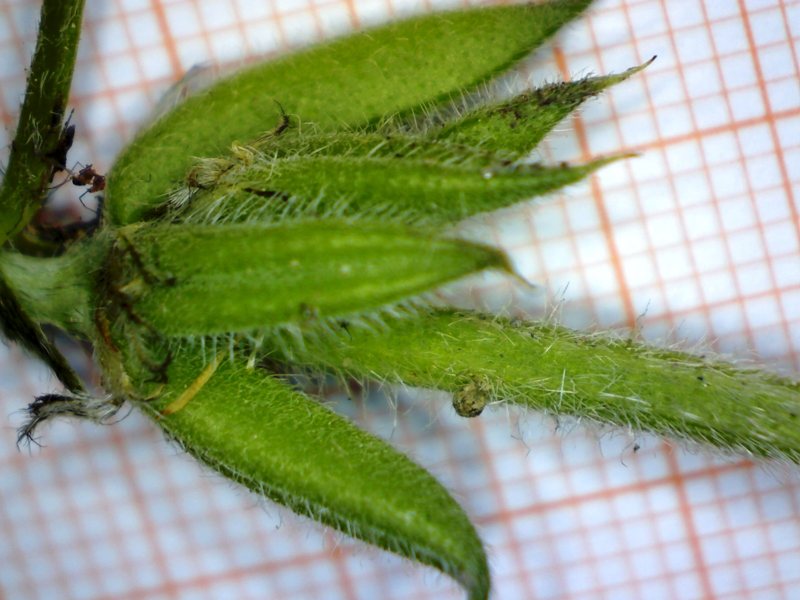 <i>Astragalus sesameus</i> L.