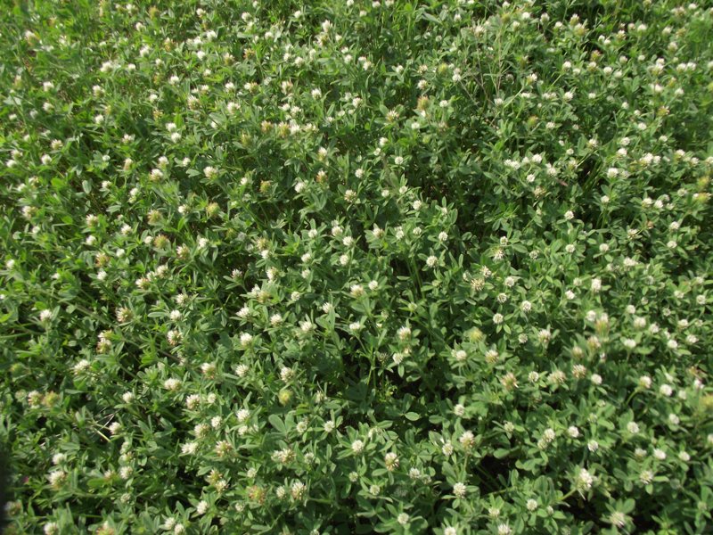 <i>Trifolium squamosum</i> L.