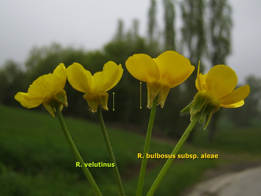<i>Ranunculus velutinus</i> Ten.