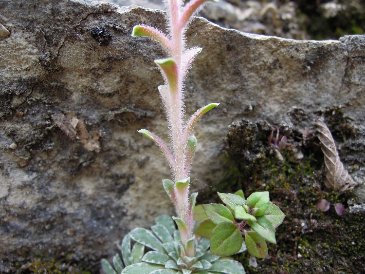 <i>Saxifraga porophylla</i> Bertol. subsp. <i>porophylla</i>