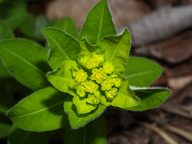 <i>Euphorbia hyberna</i> L. subsp. <i>canuti</i> (Parl.) Tutin