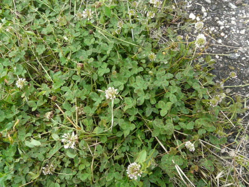 <i>Trifolium hybridum</i> L. subsp. <i>elegans</i> (Savi) Asch. & Graebn.