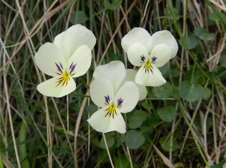<i>Viola ucriana</i> Erben & Raimondo